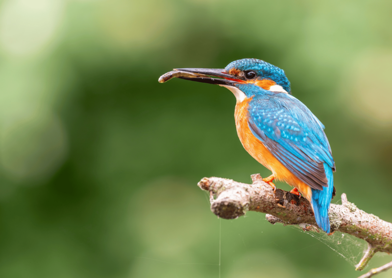 9._zimorodek_fot.piotr_piznal_1763636283